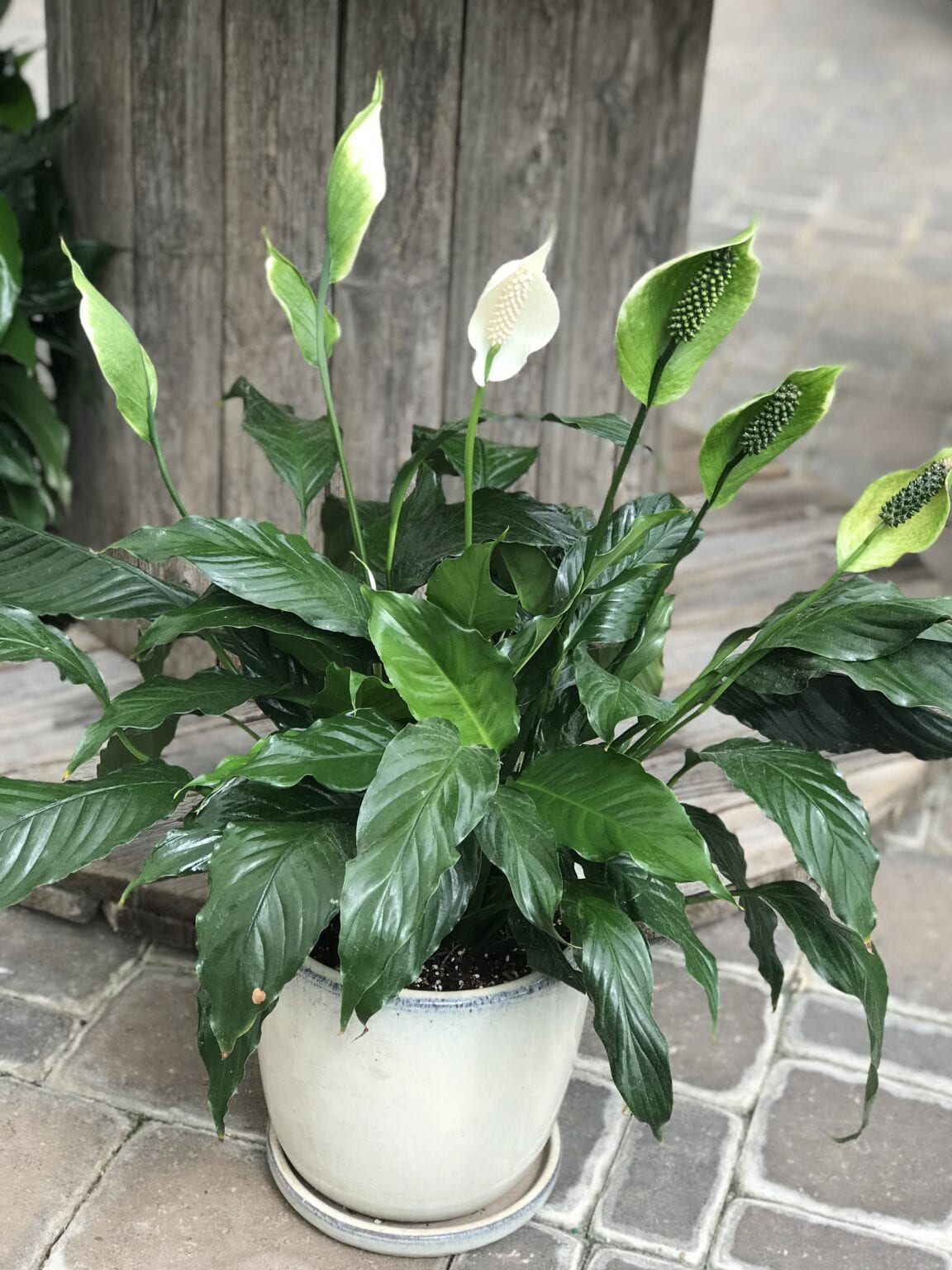 Peace Lily