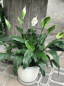 Peace Lily