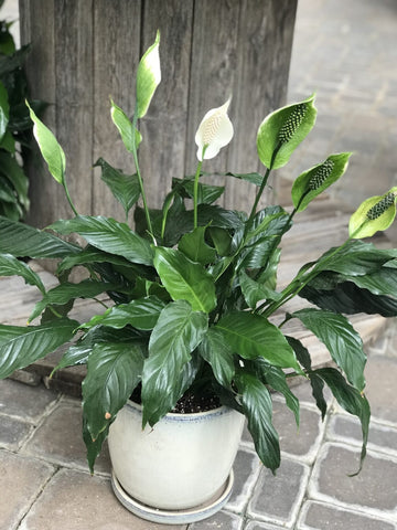 Peace Lily